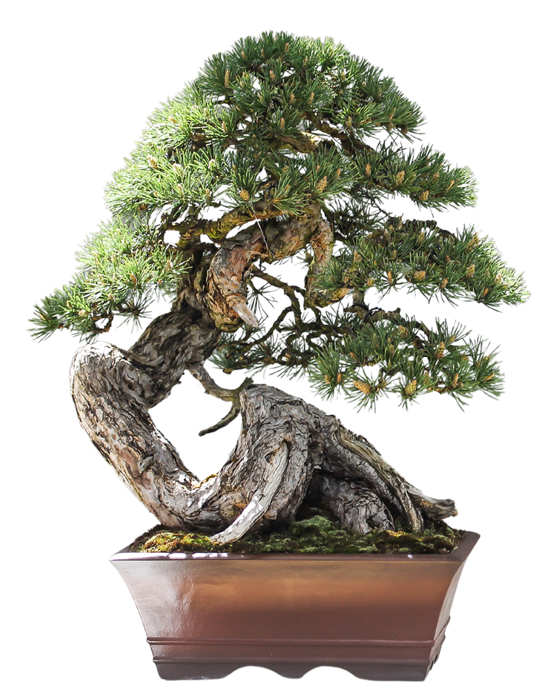 Bonsai PNG